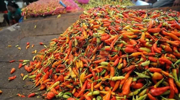 Harga Cabai Rawit Merah Tembus Rp75.750 per Kilogram